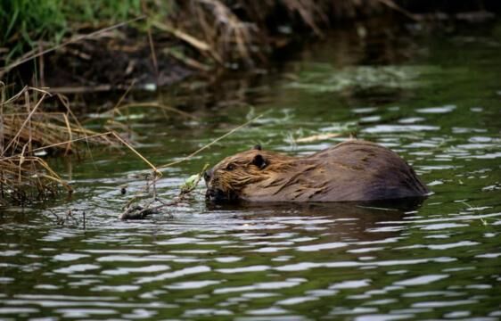 Bevertocht door de Biesbosch