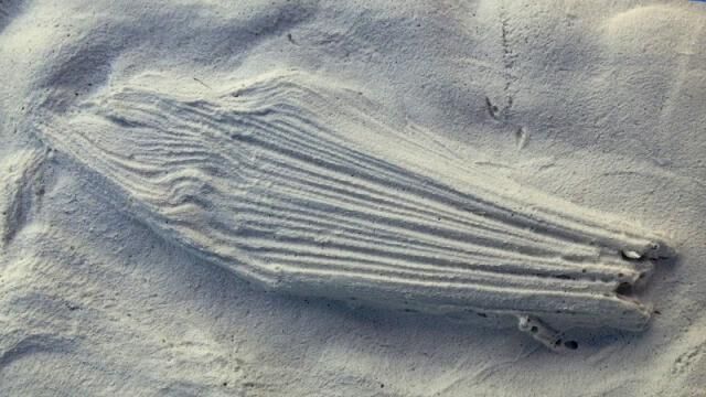 Sjors Creatief: Fossielen vol verhalen - Made